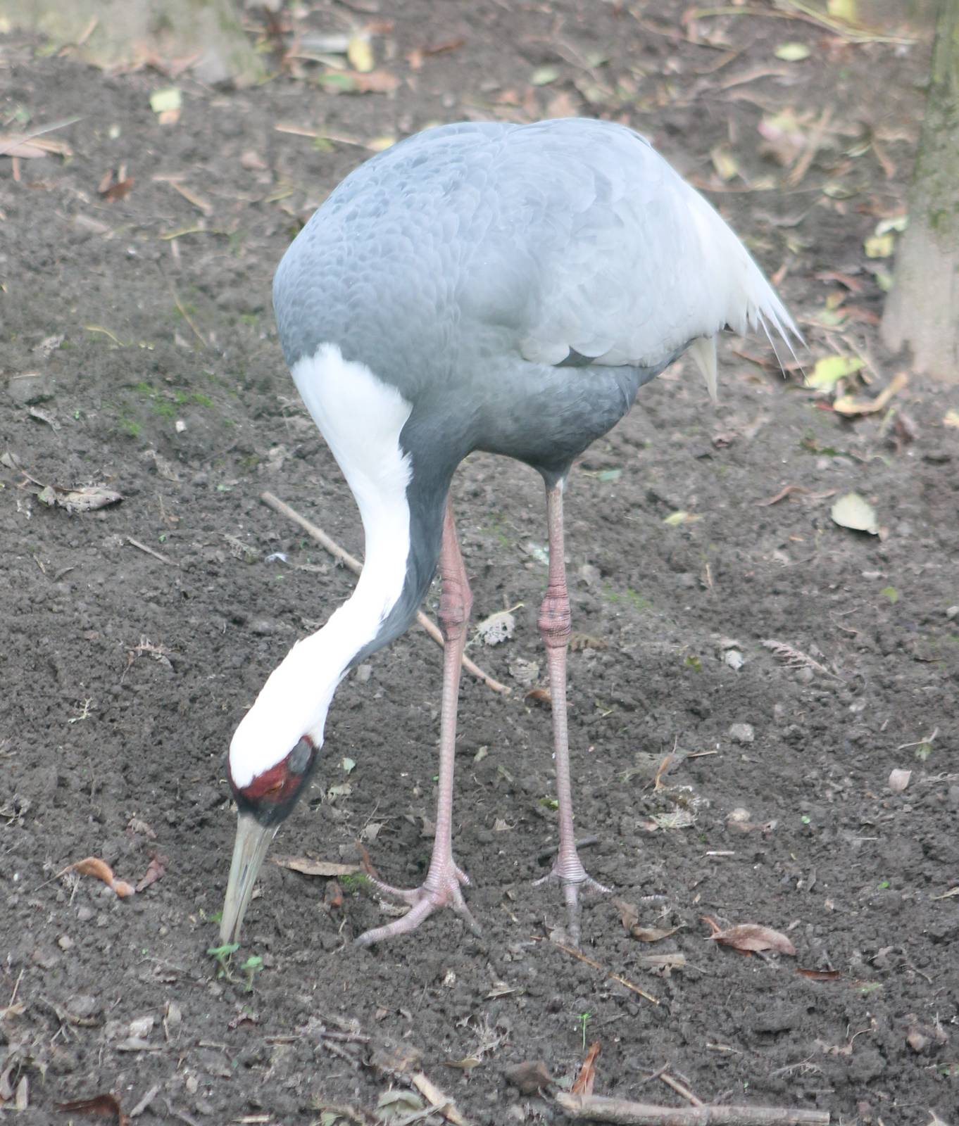 White-necked crane