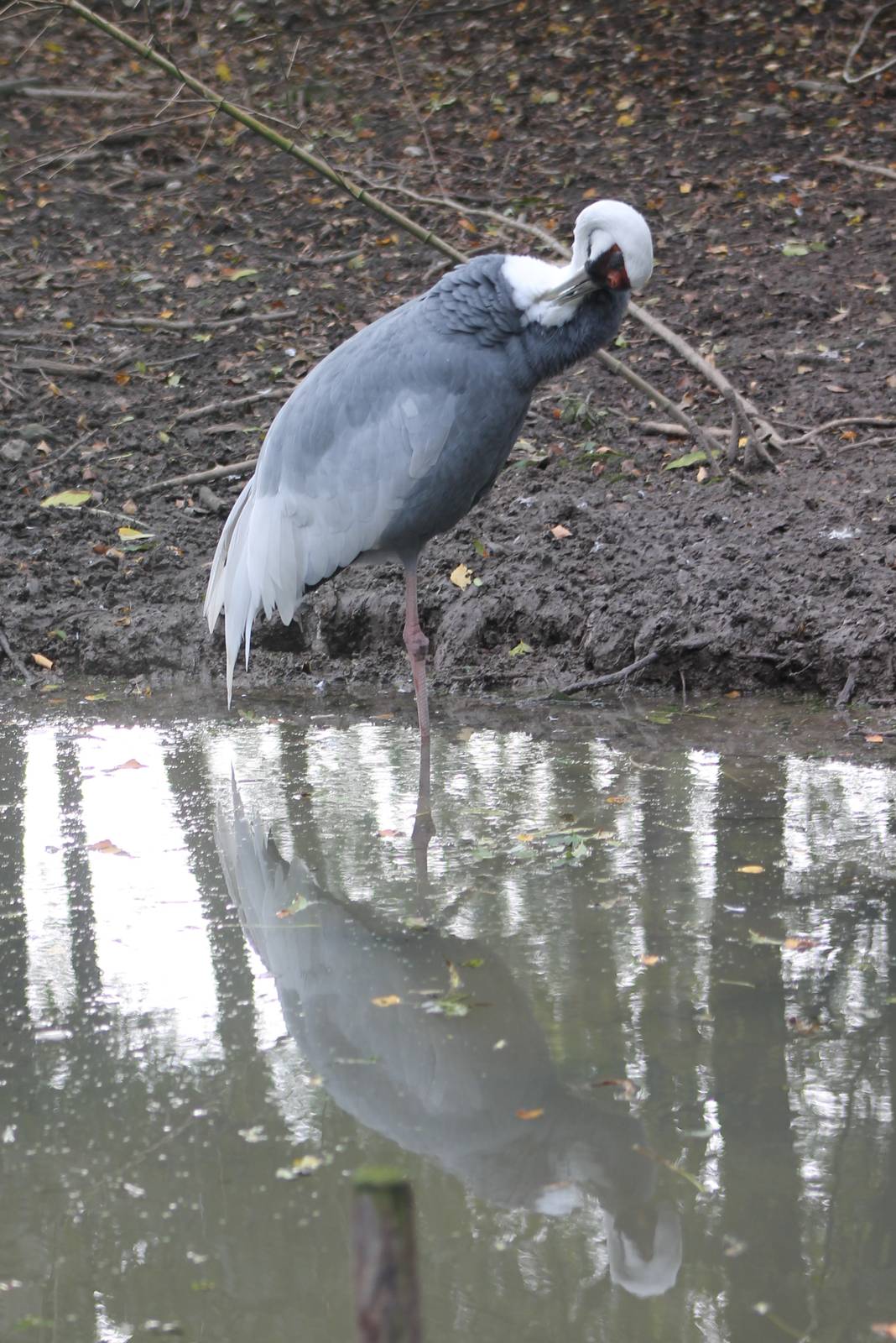 White-necked crane