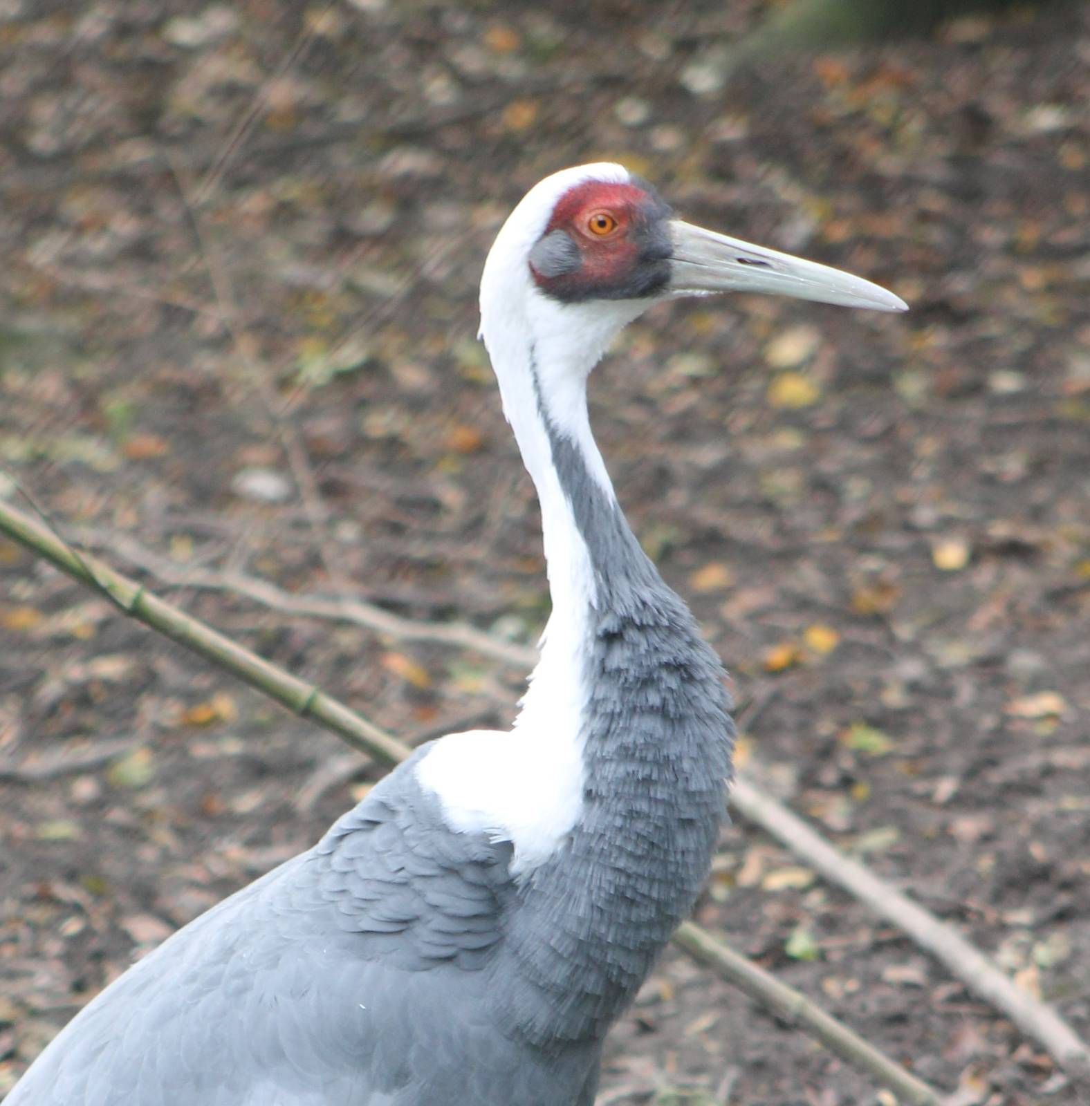 White-necked crane
