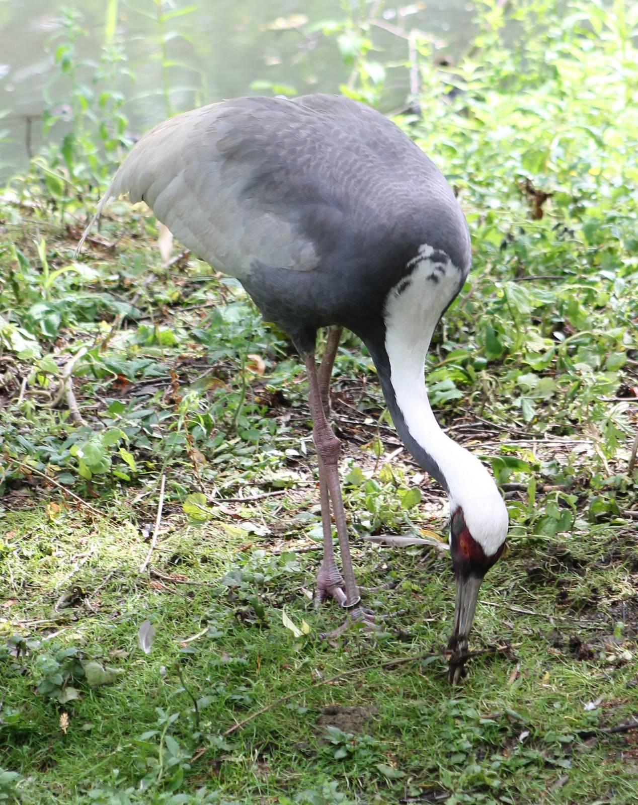 White-necked crane
