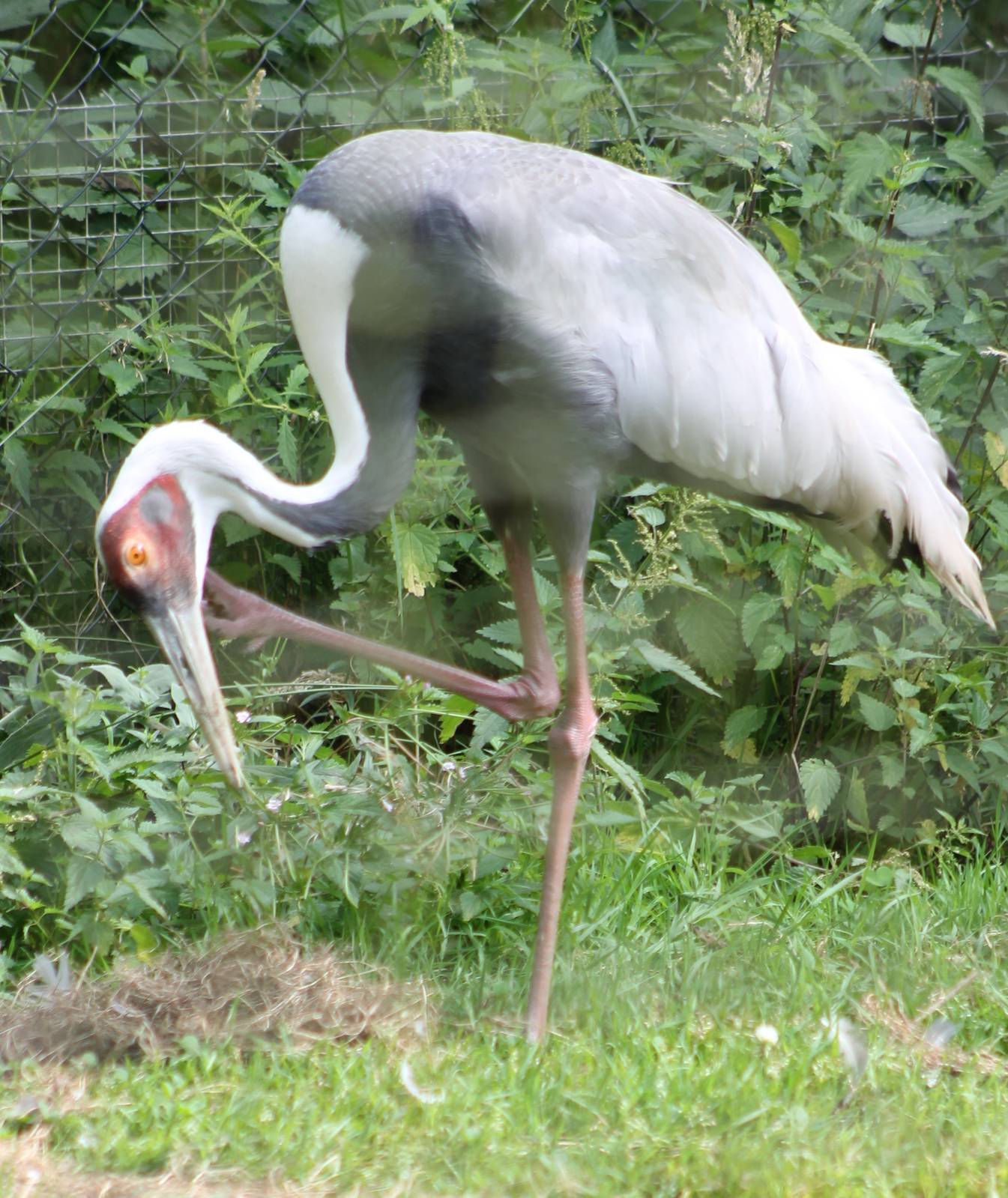 White-necked crane