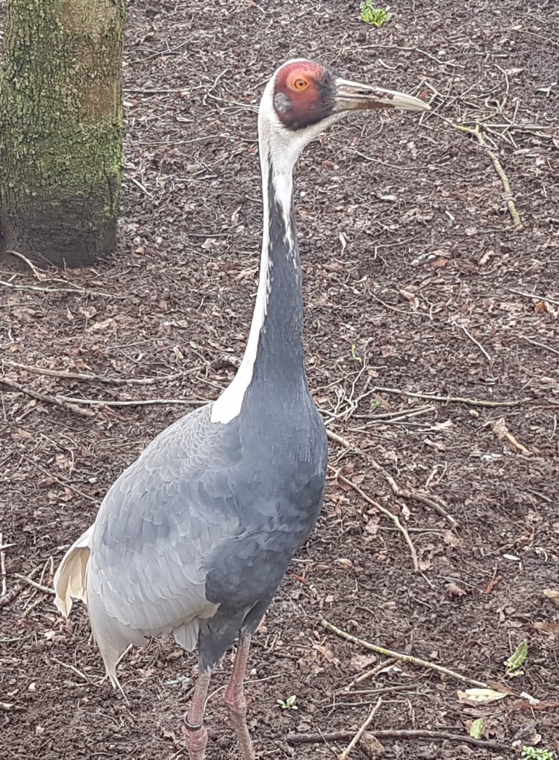White-necked crane