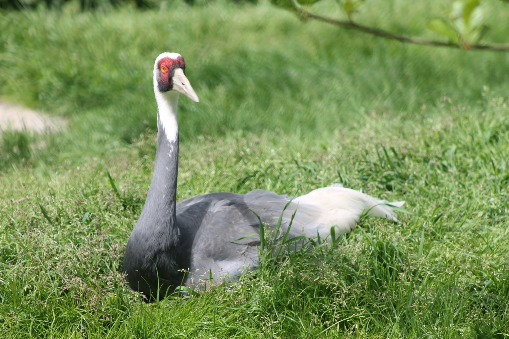 White-necked crane