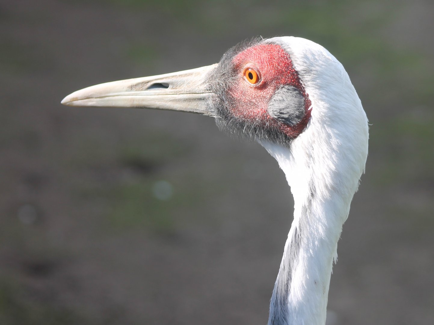 White-necked crane