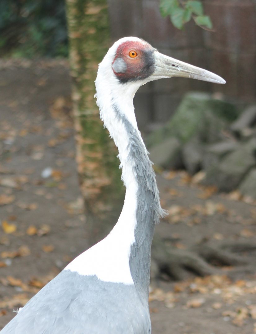 White-necked crane