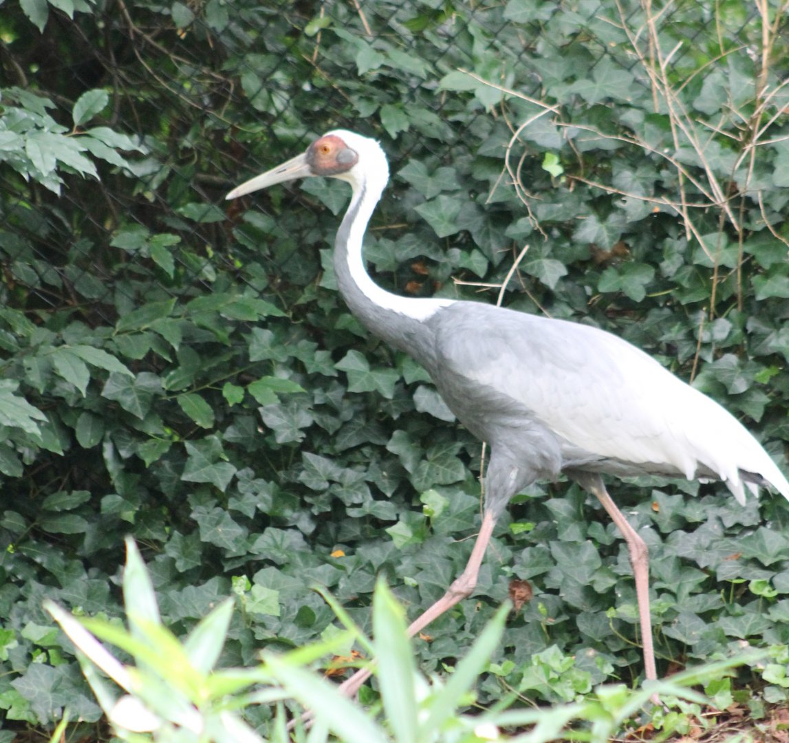 White-necked crane