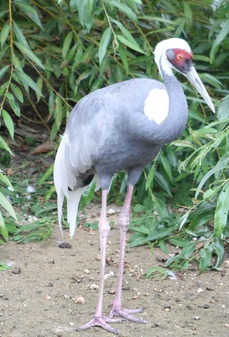 White-necked crane