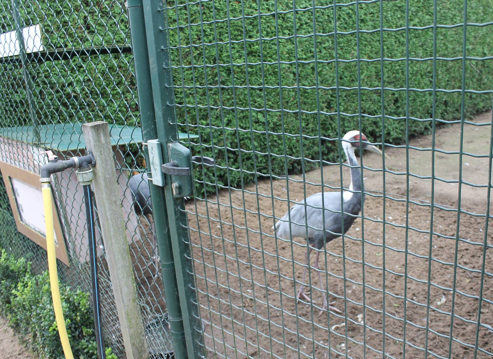 White-necked cranes at feeding station
