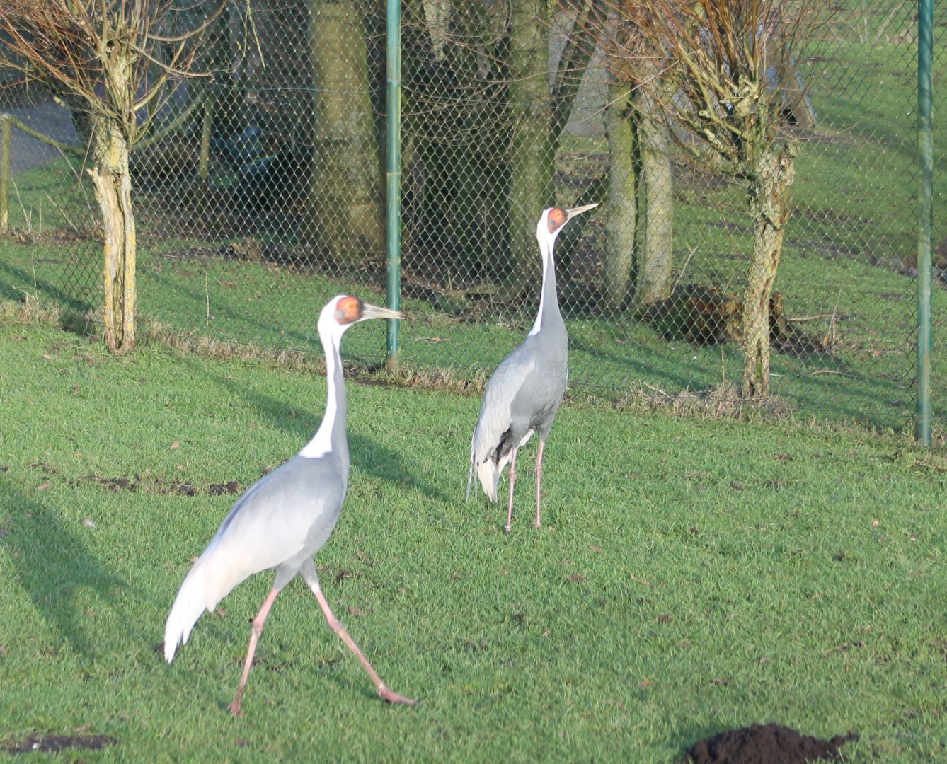 White-necked cranes