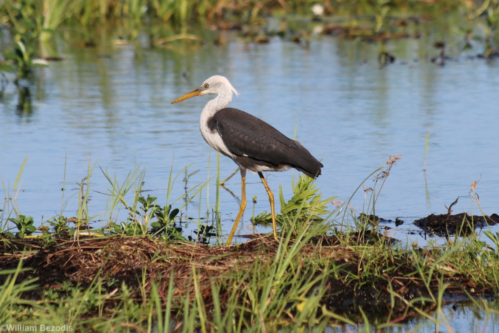 White-necked Heron - Fogg Dam