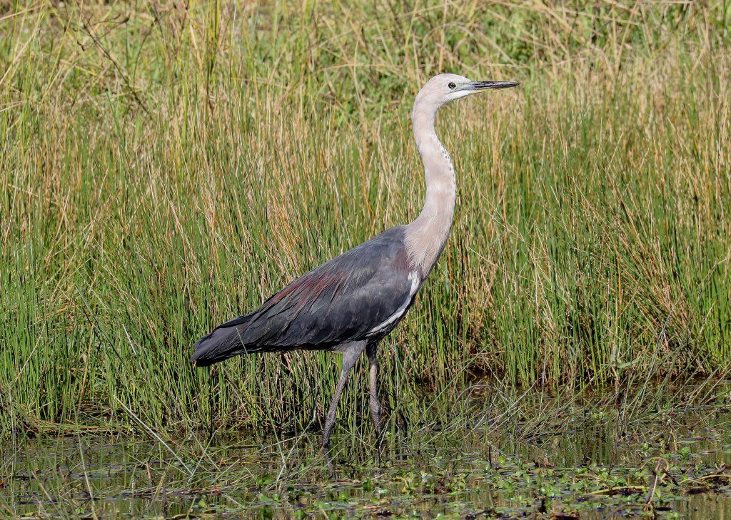 White-necked Heron