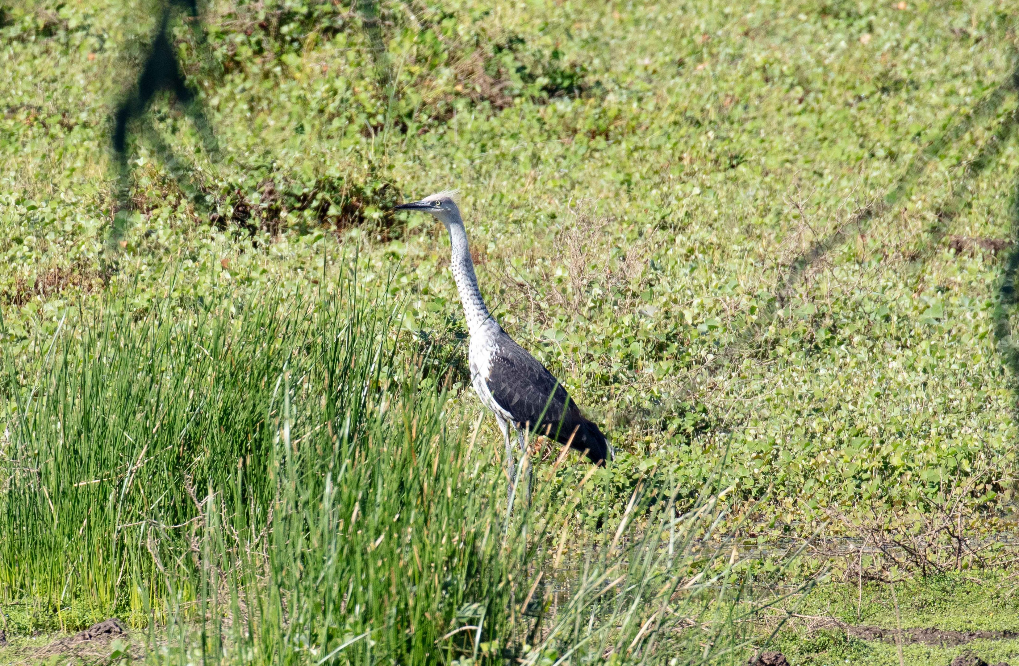 White-necked Heron