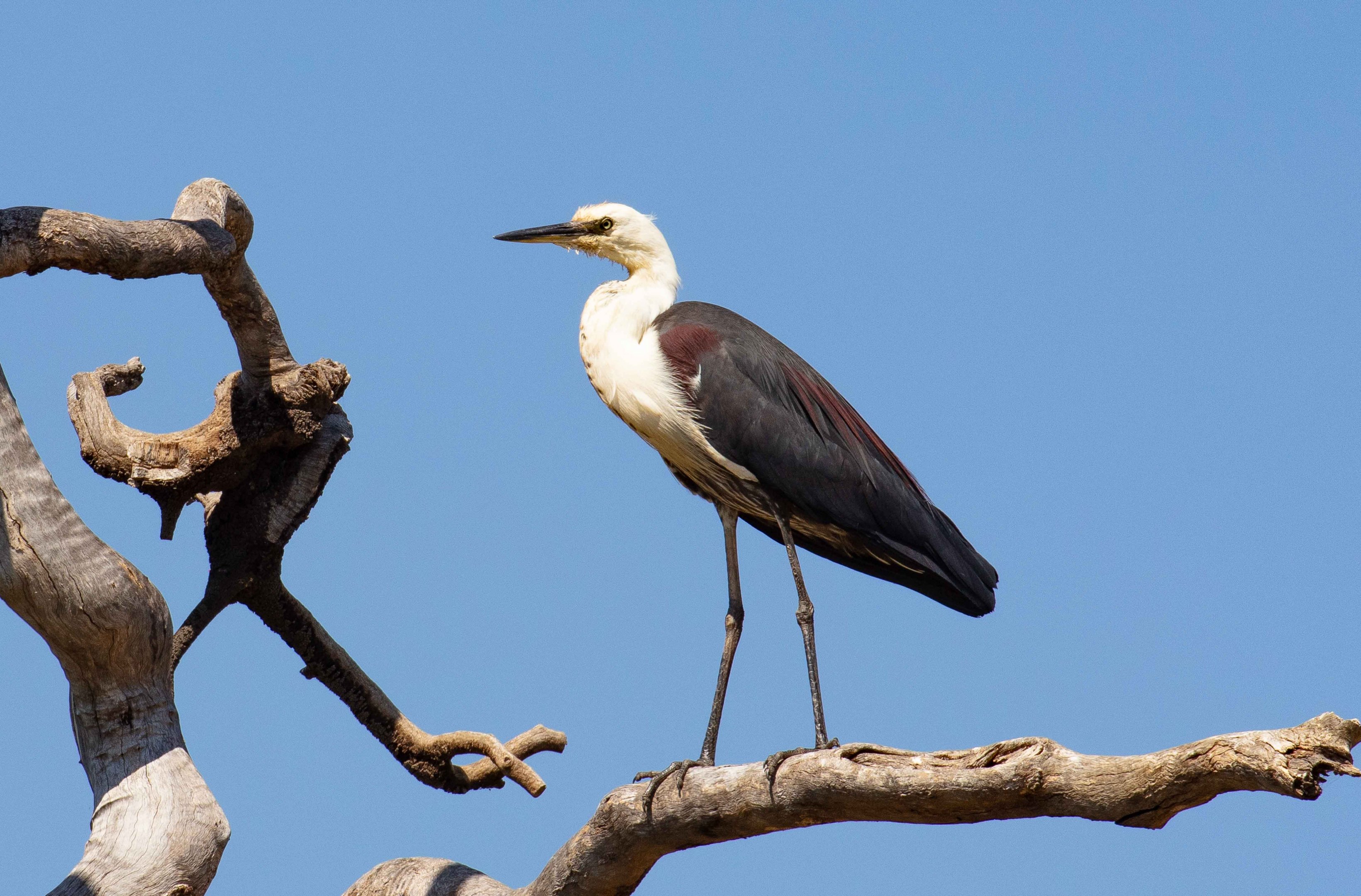 White-necked Heron