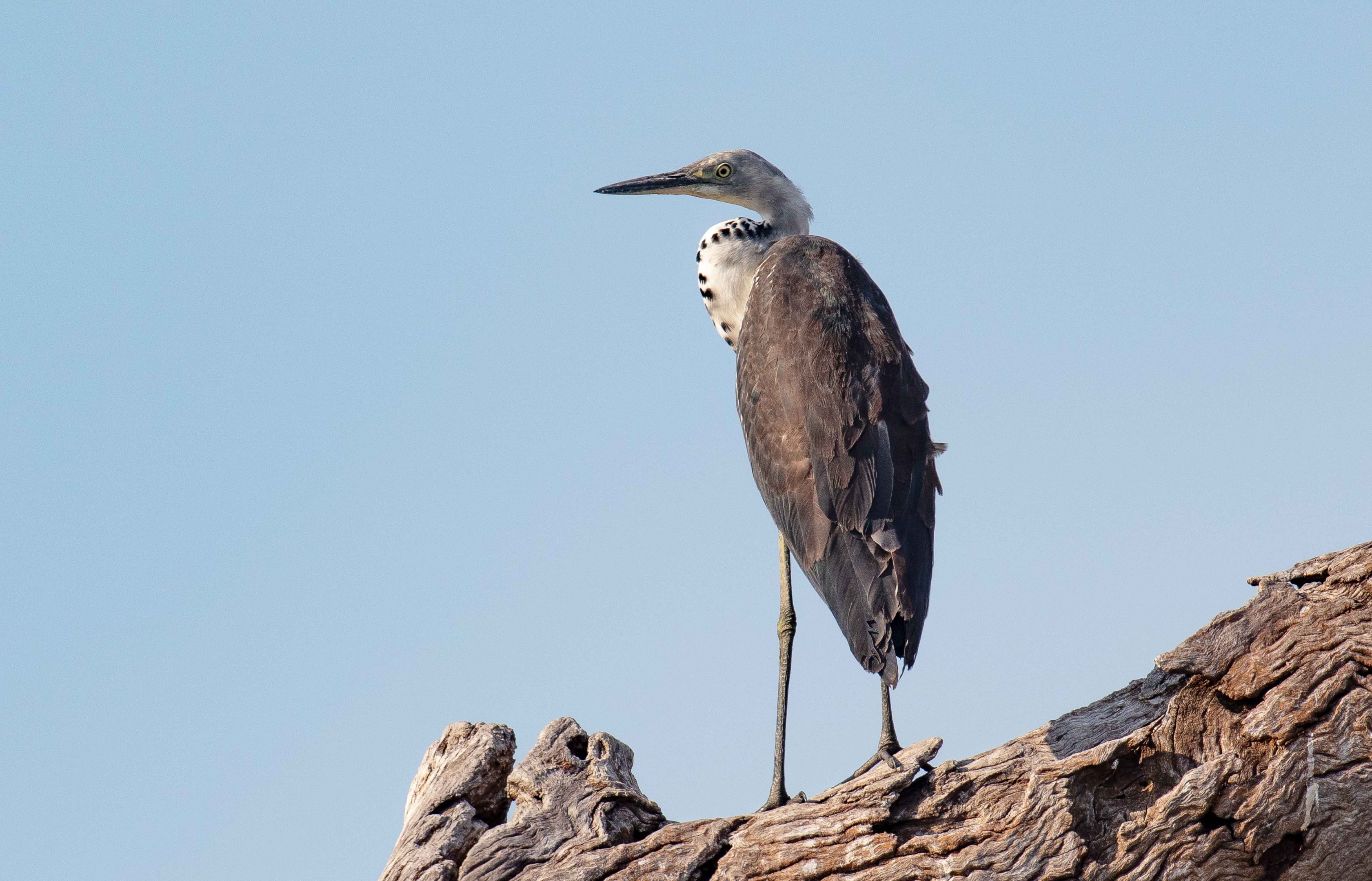 White-necked Heron