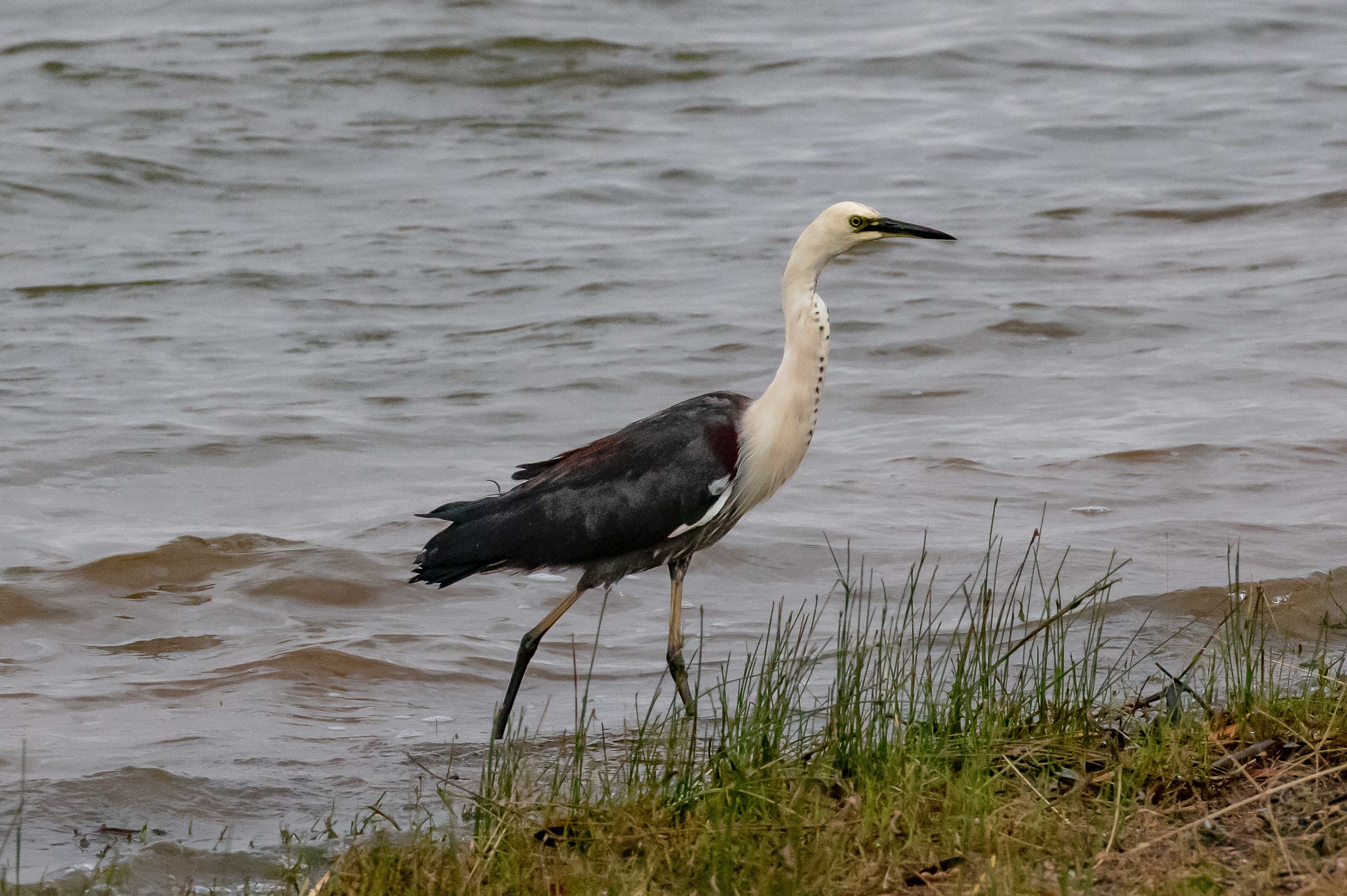 White-necked Heron