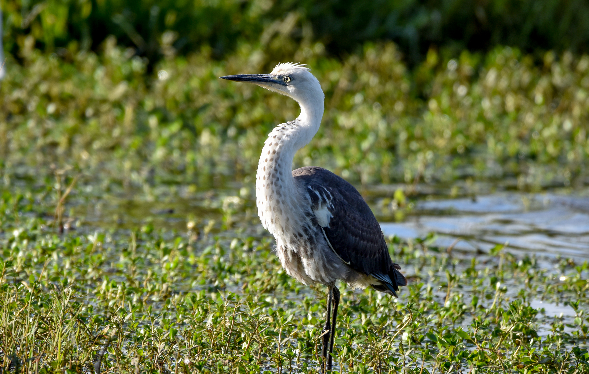 White-necked Heron