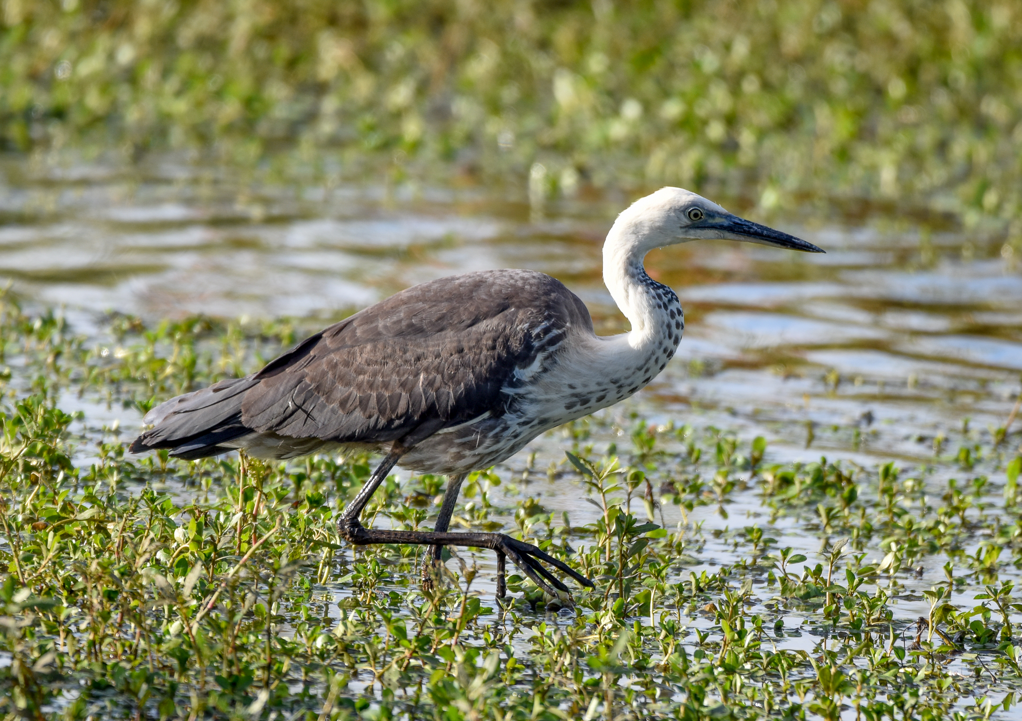 White-necked Heron
