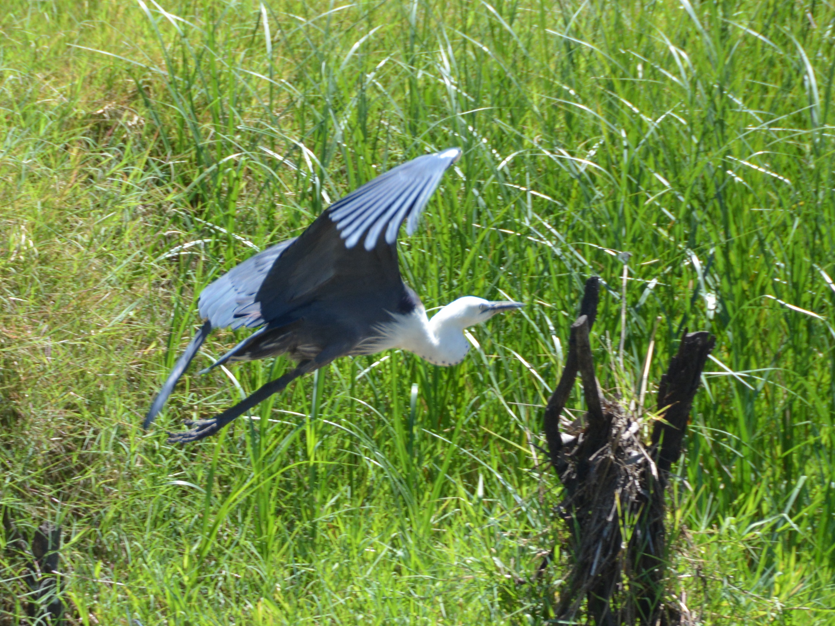 White-necked heron