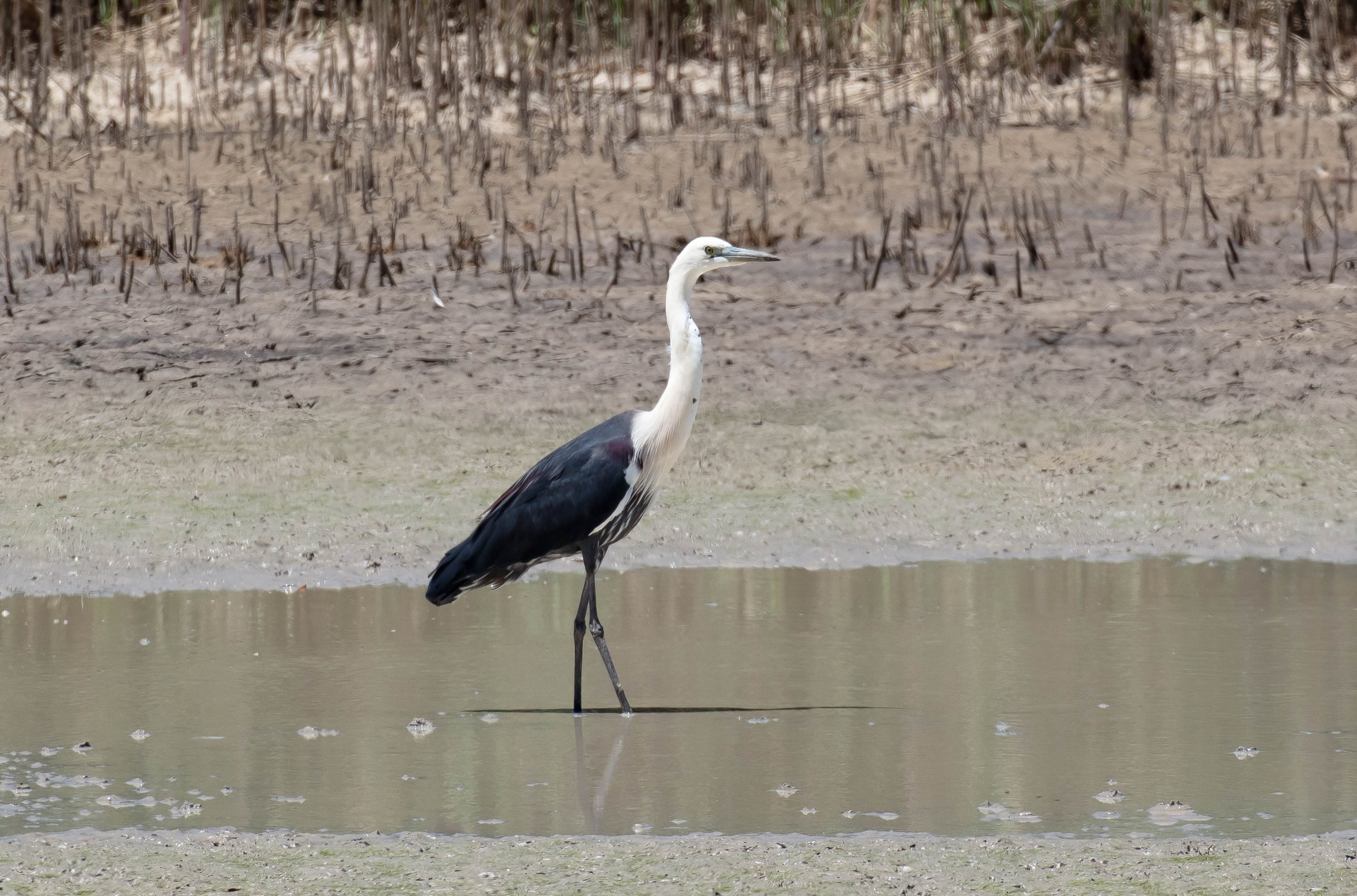 White-necked heron
