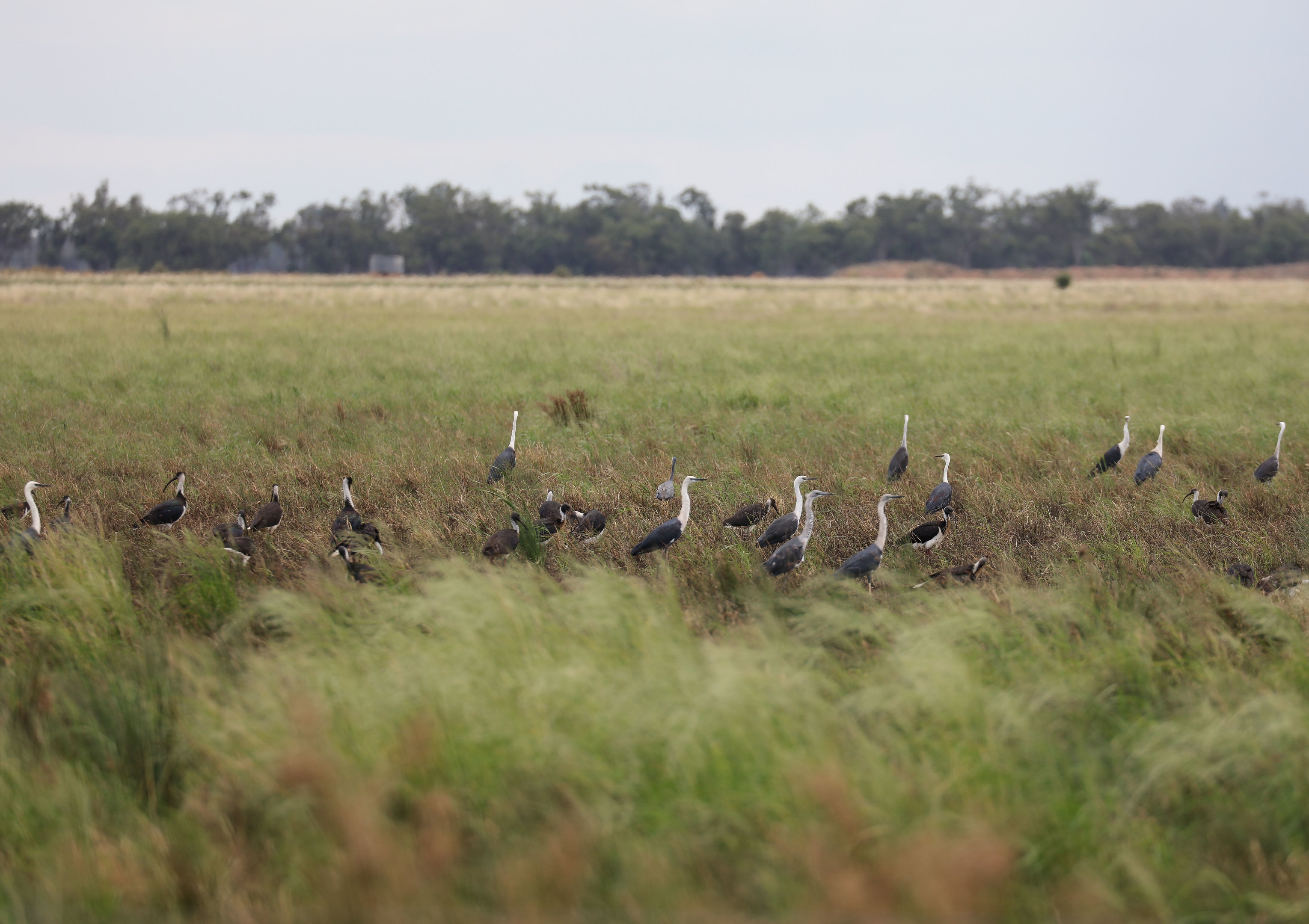 White-necked Heron's and Straw-necked Ibis