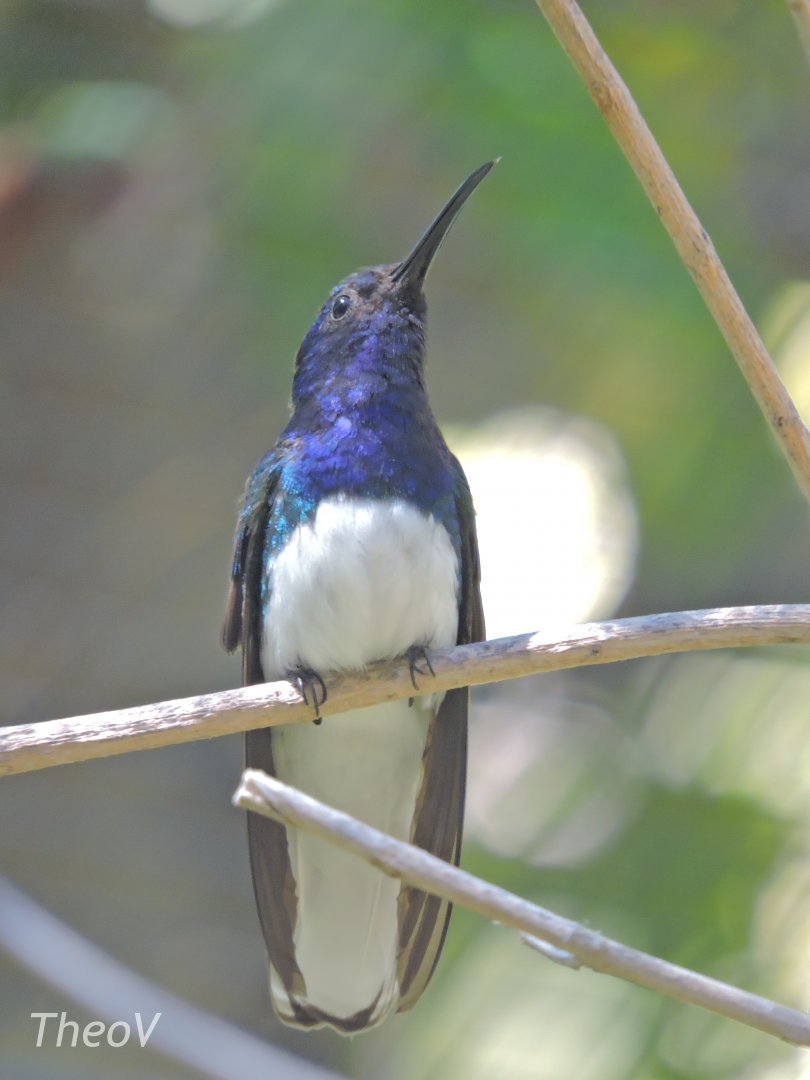 White-necked jacobin - Discovery Outpost [2015]