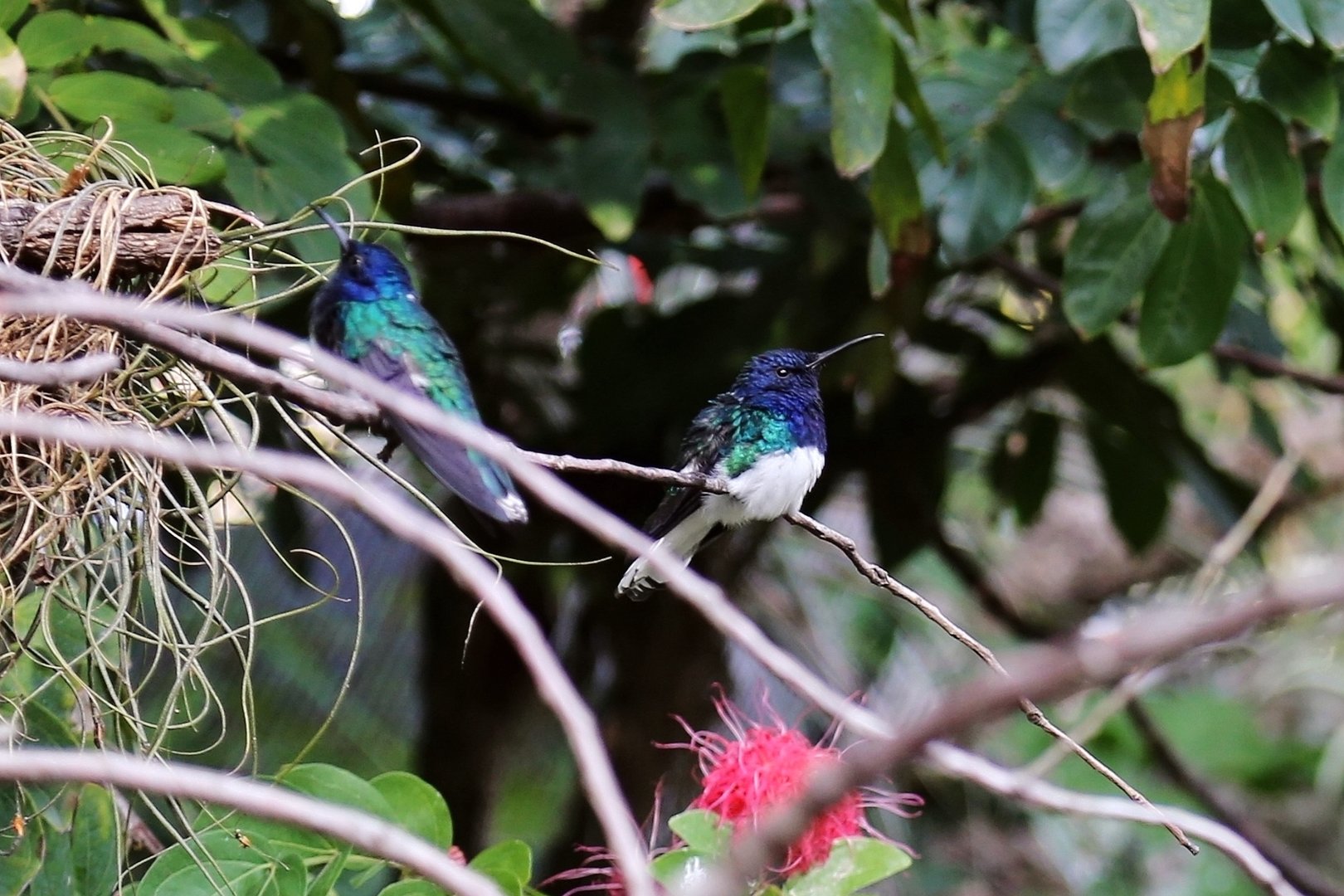 White-necked Jacobin (Florisuga mellivora)