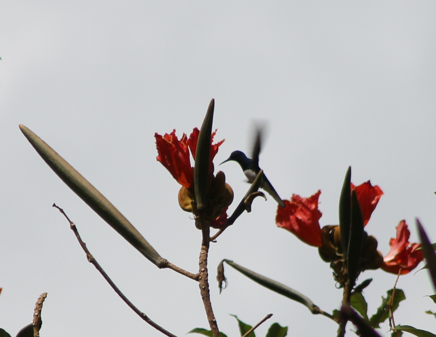 White-necked jacobin