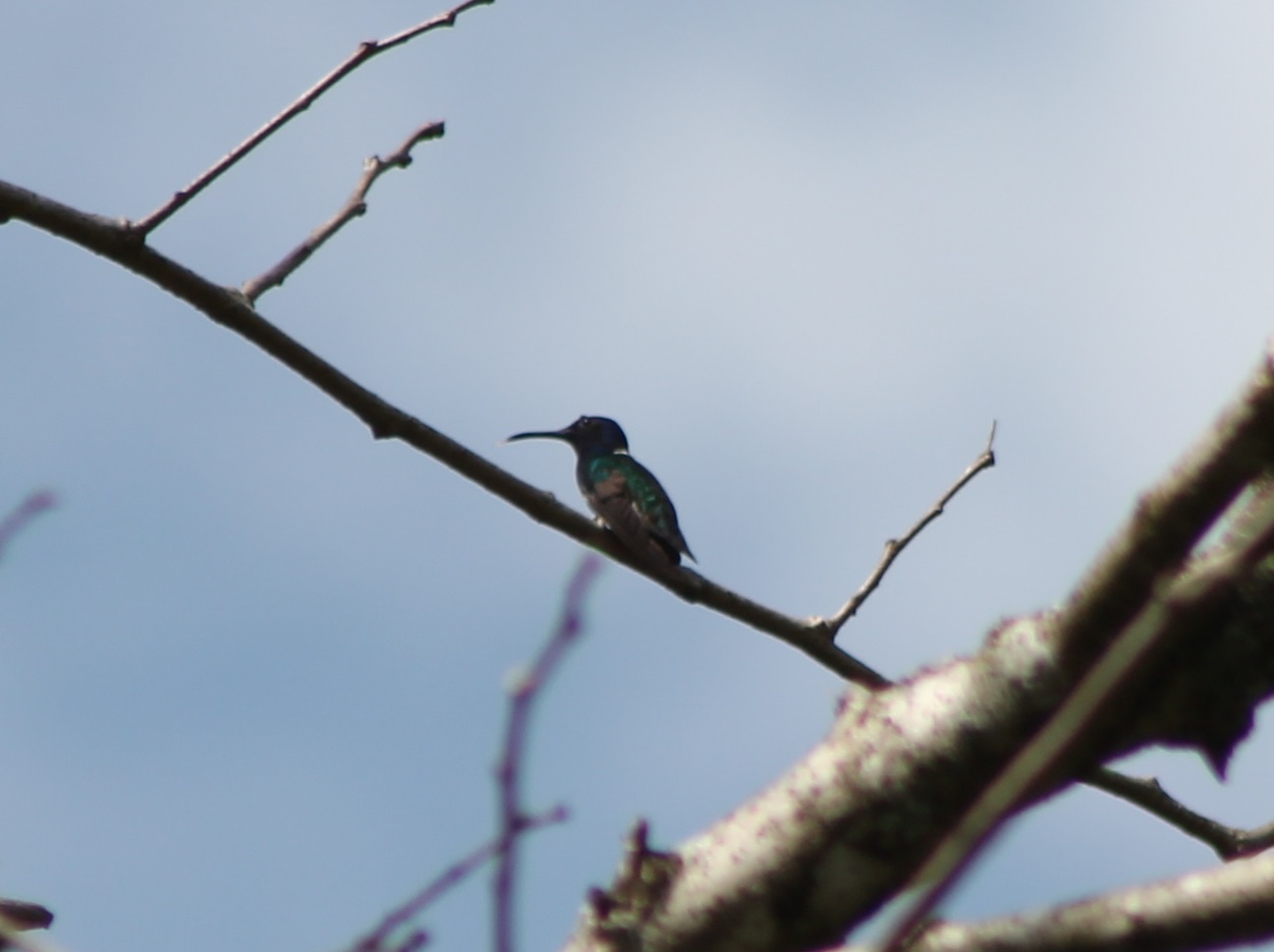 White-necked jacobin