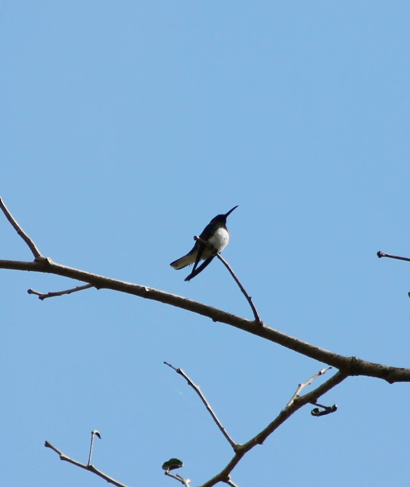 White-necked jacobin