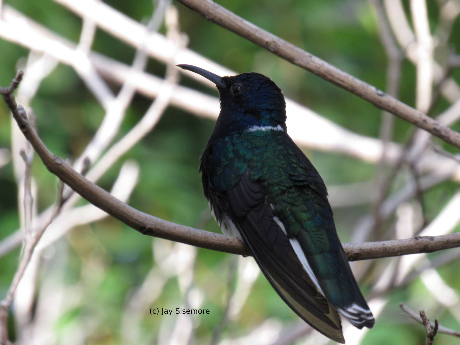 White-Necked Jacobin