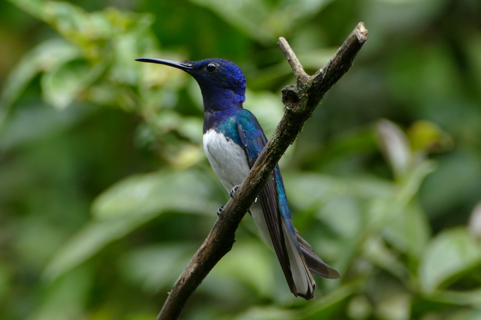 White-Necked Jacobin