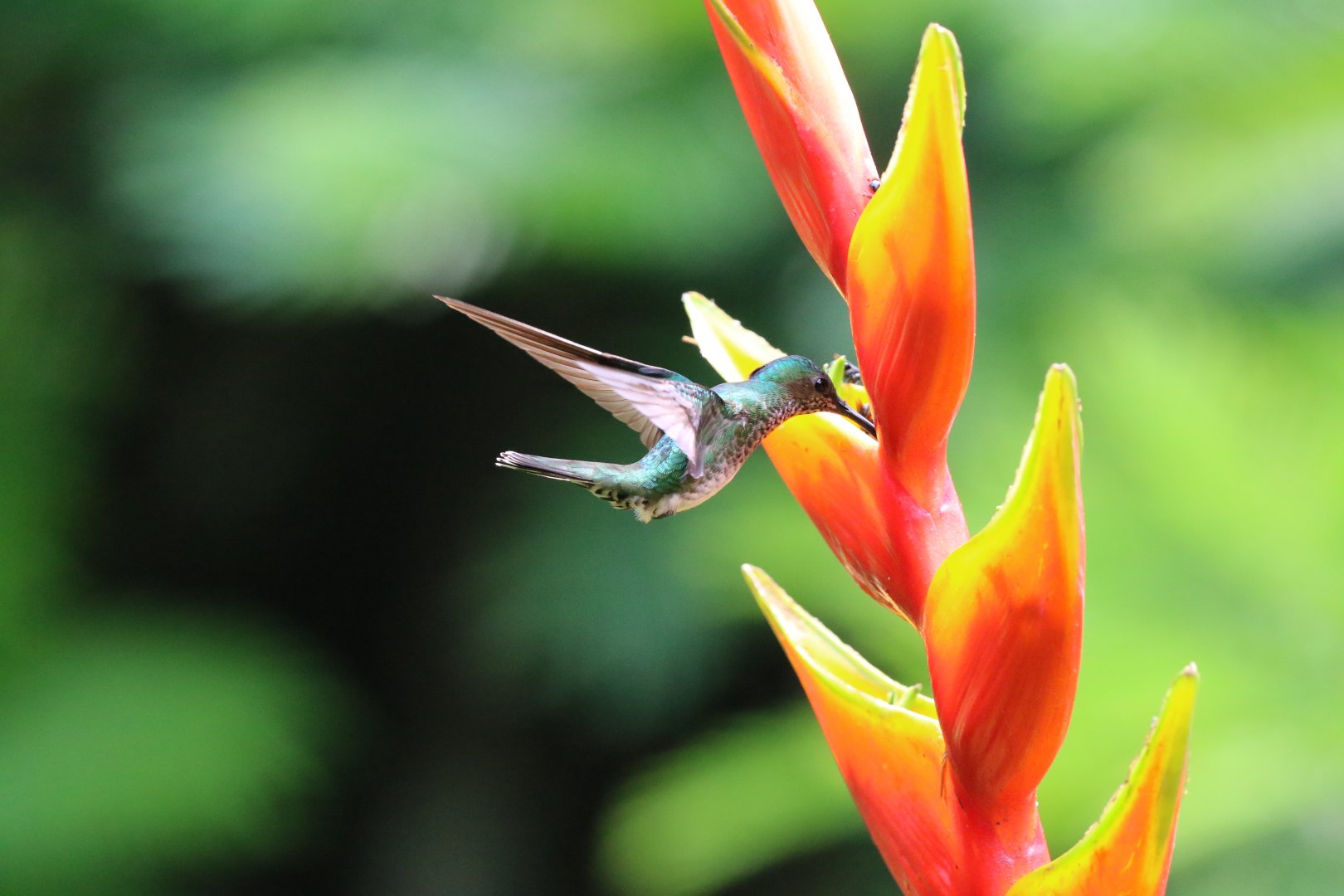 White-necked Jacobin