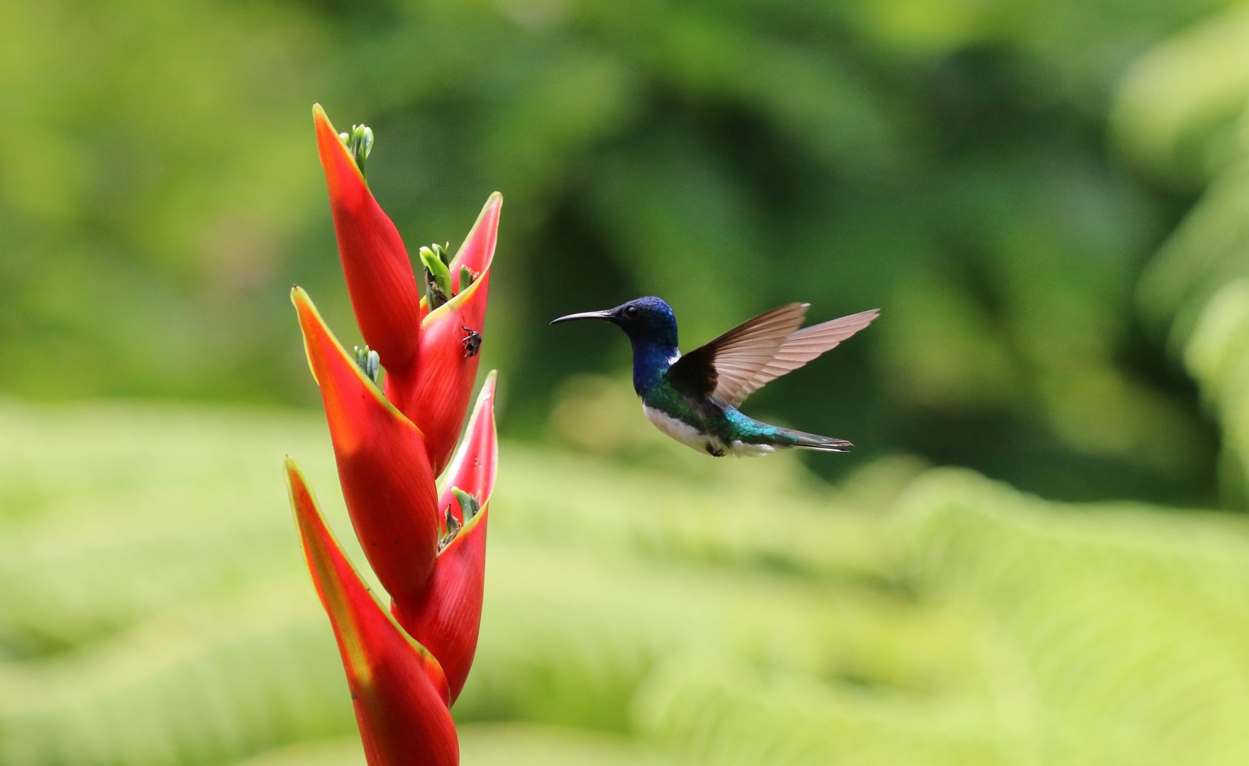 White-necked Jacobin