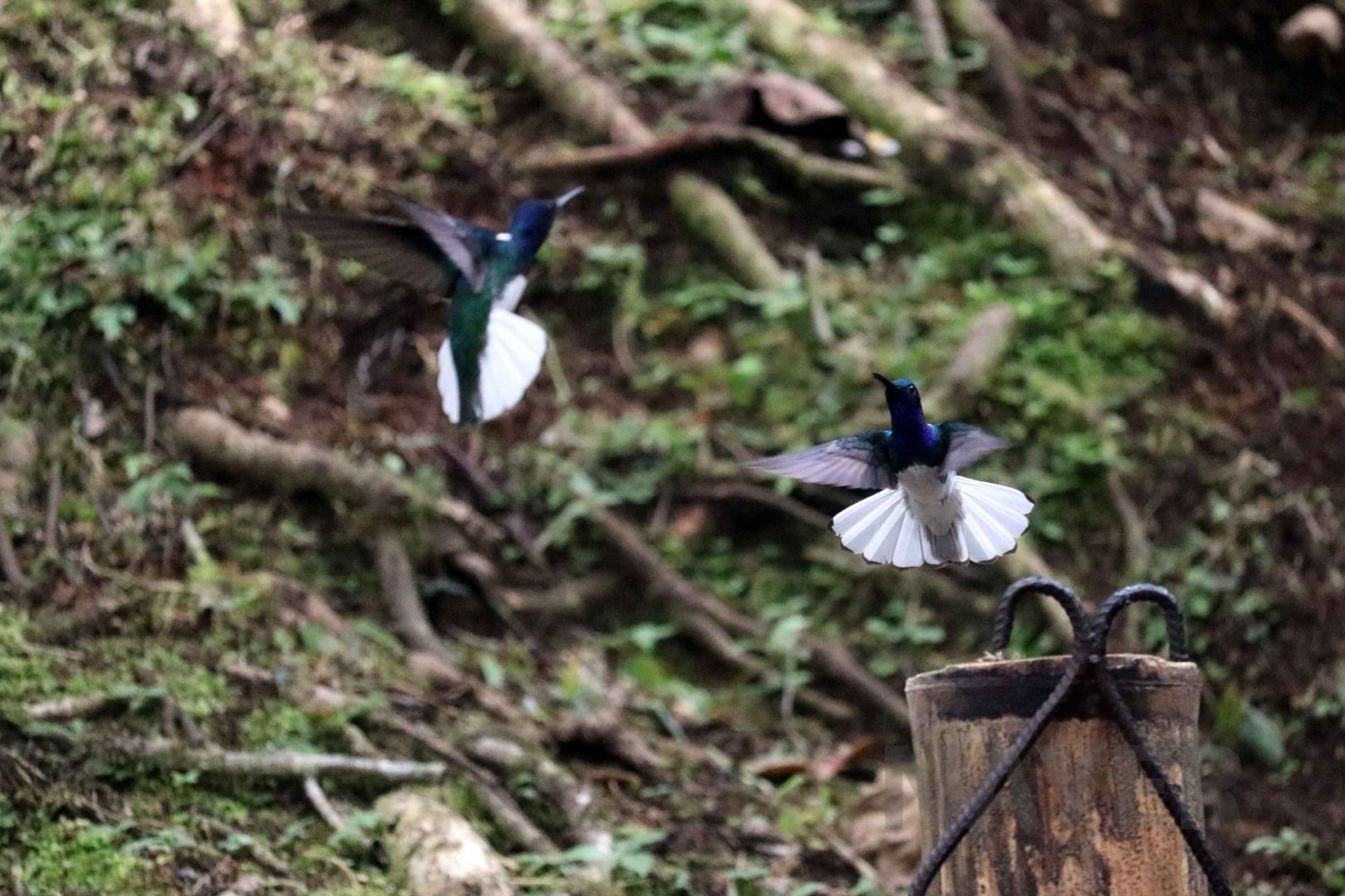 White-necked jacobins, May 2016