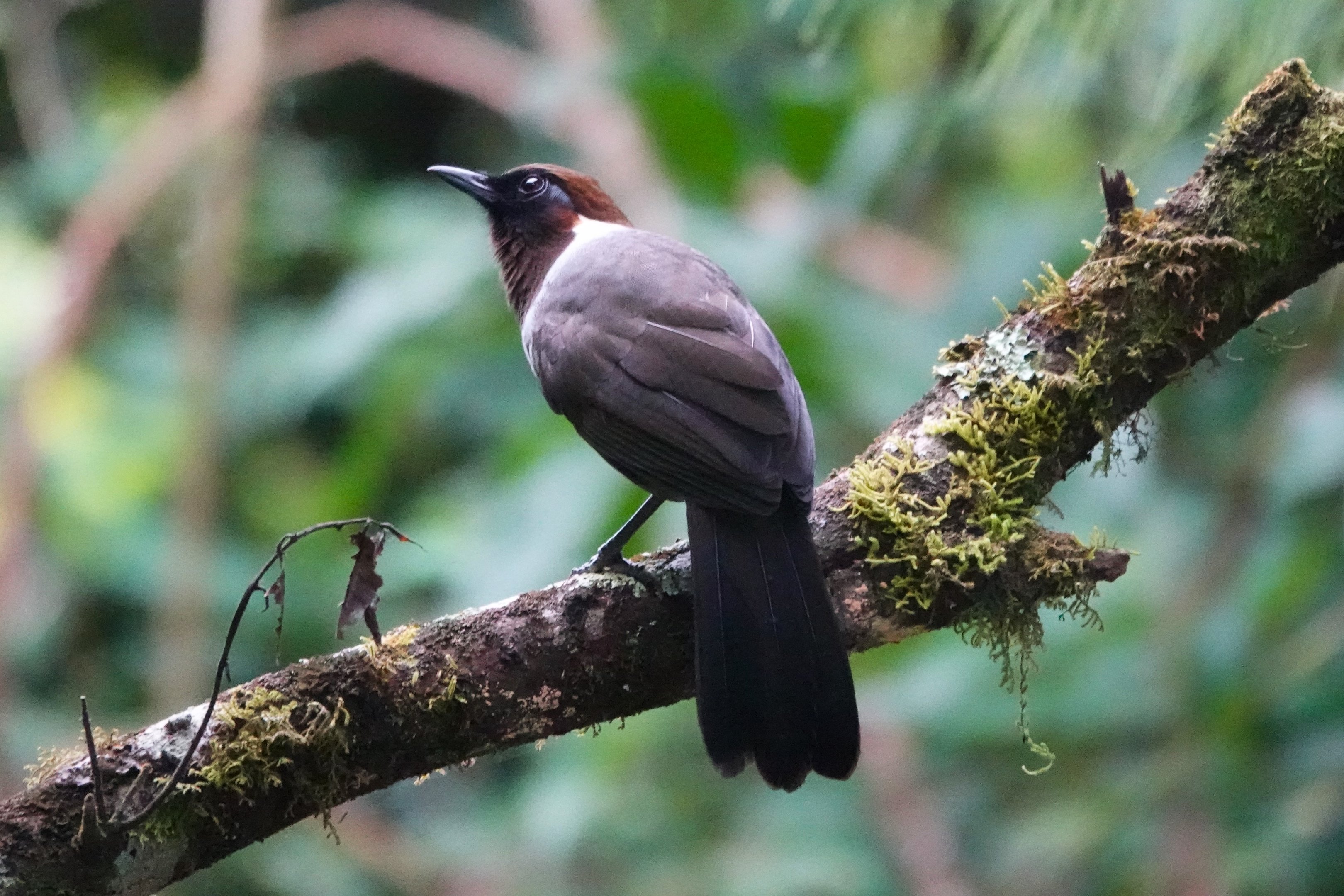 White-necked Laughingthrush