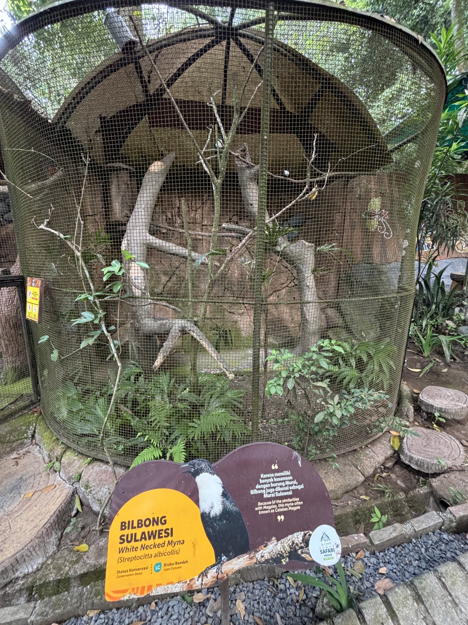 White-necked Myna Aviary