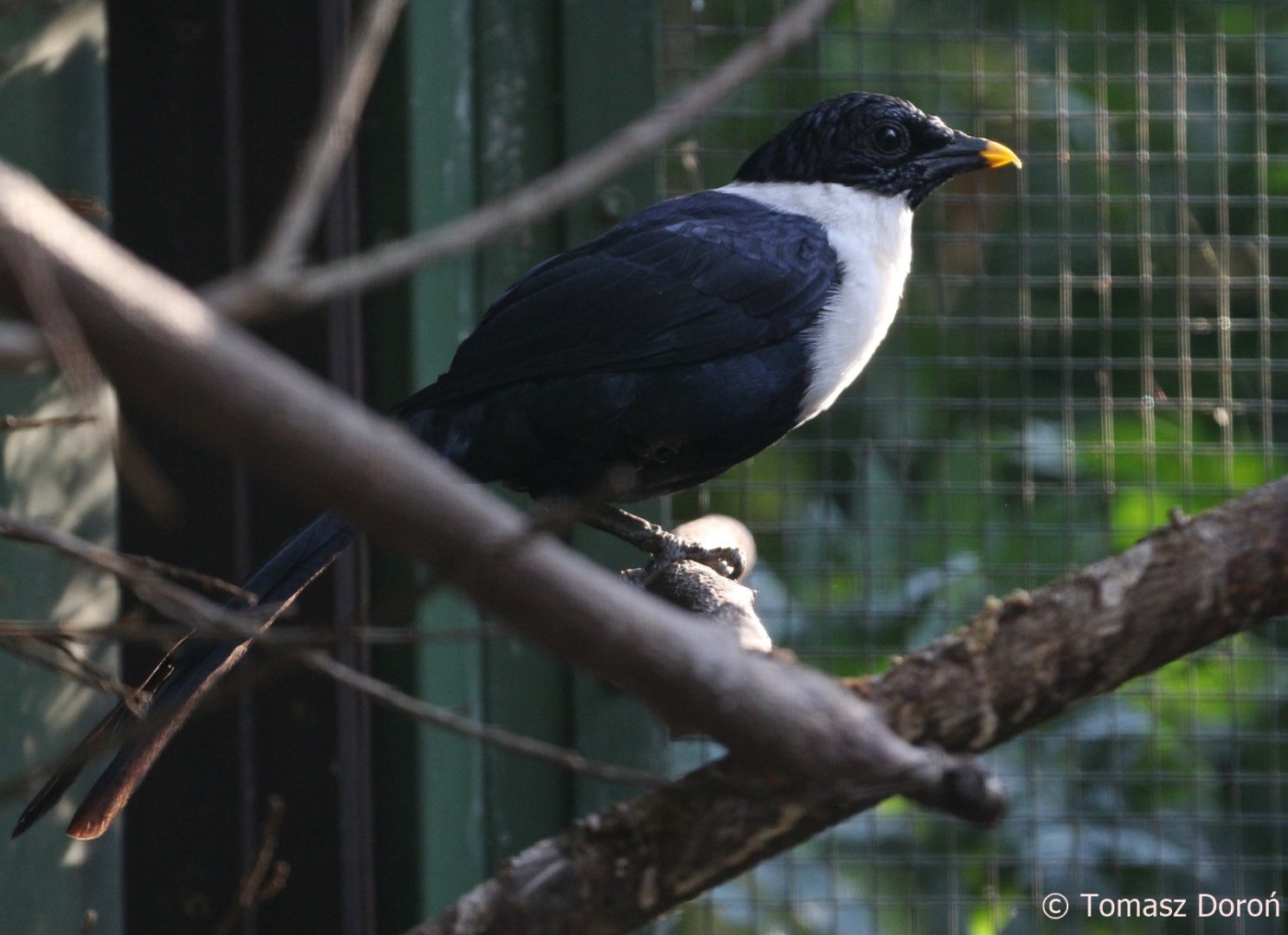 White-necked Myna (Streptocitta albicollis), October 2018