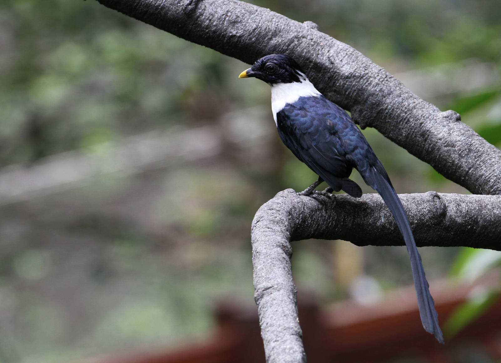 White-necked Myna