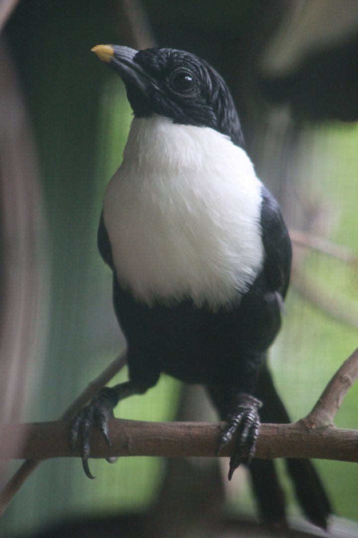 White-necked Mynah (Streptocitta albicollis)