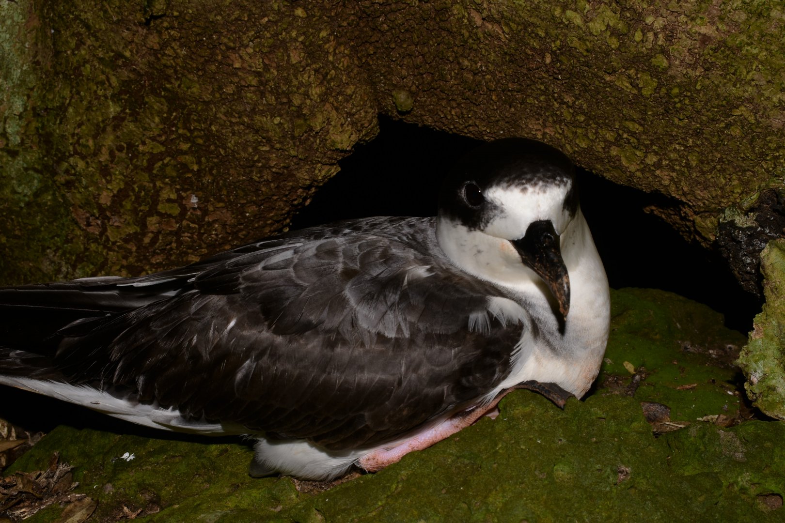 White-necked Petrel, Pterodroma cervicalis