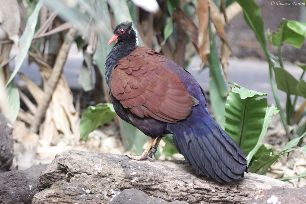 White-necked pheasant-pigeon (Otidiphaps nobilis aruensis)