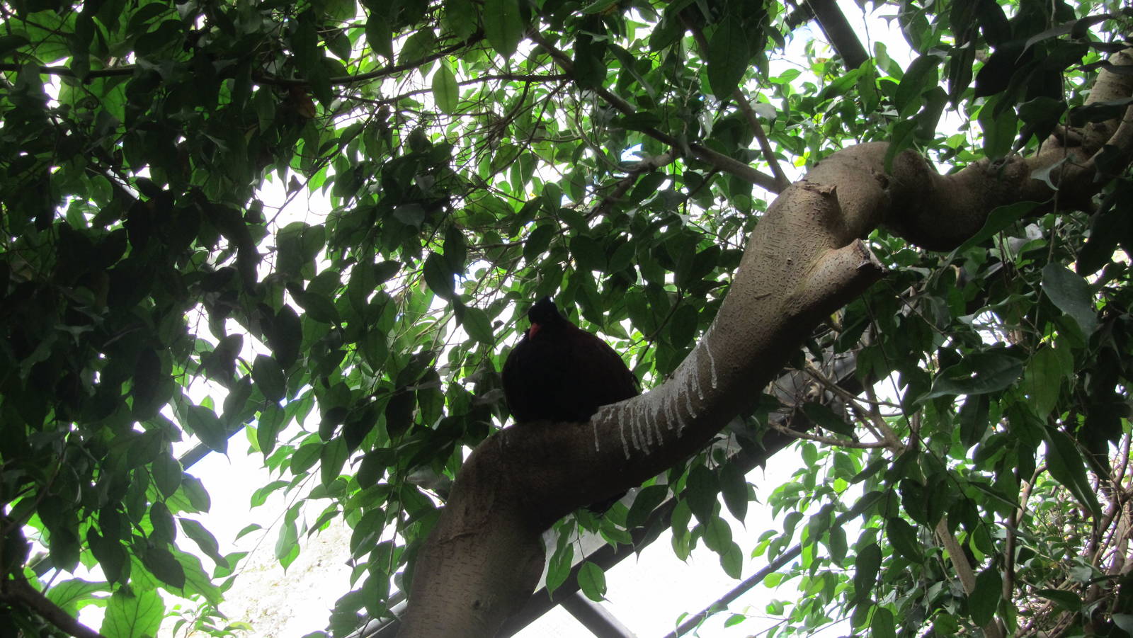White-necked pheasant-pigeon