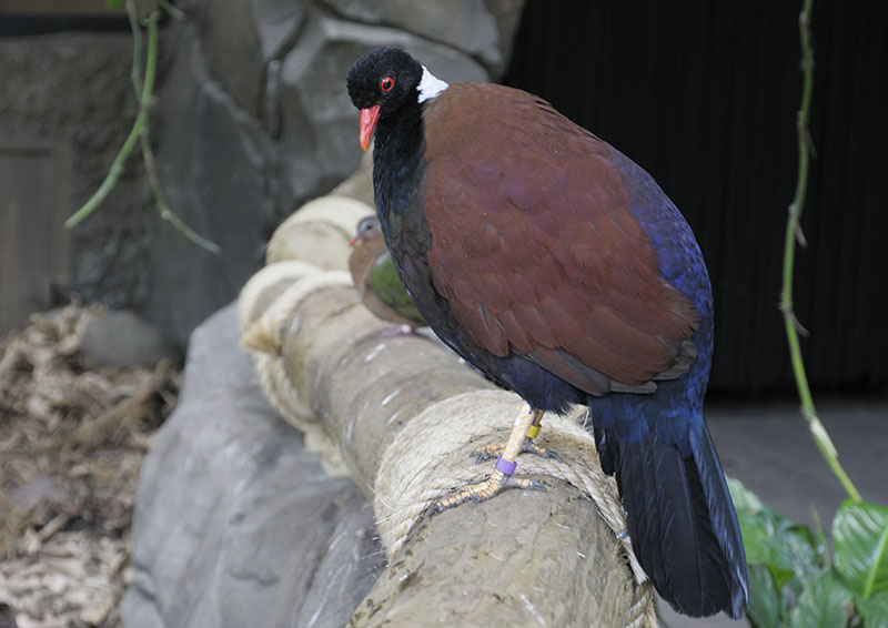 White-necked pheasant-pigeon