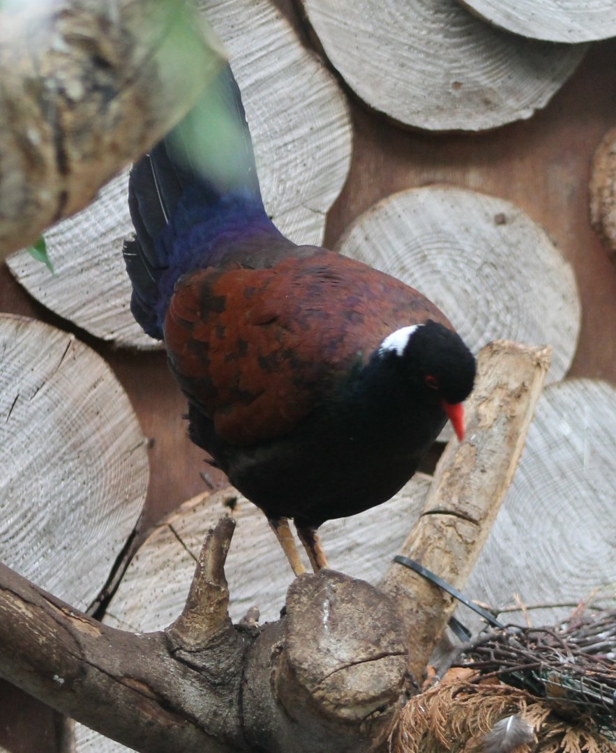 White-necked pheasant-pigeon