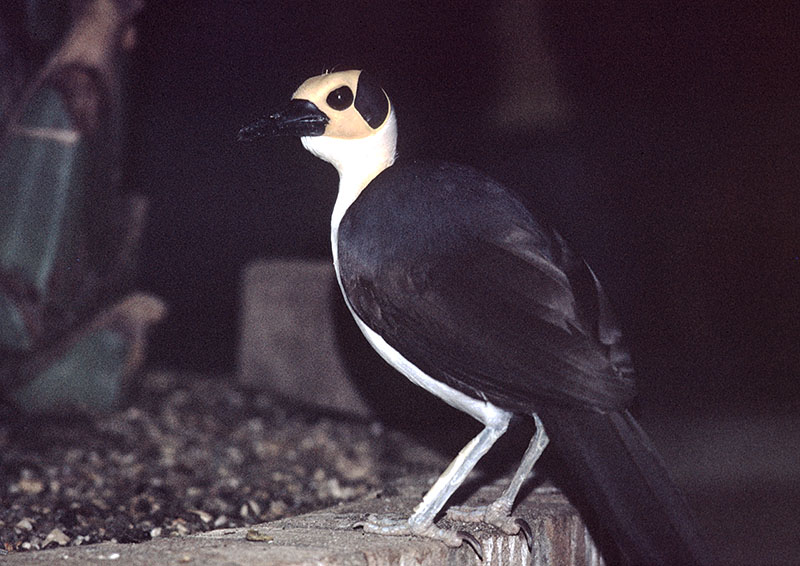 White-necked Picathartes 1974