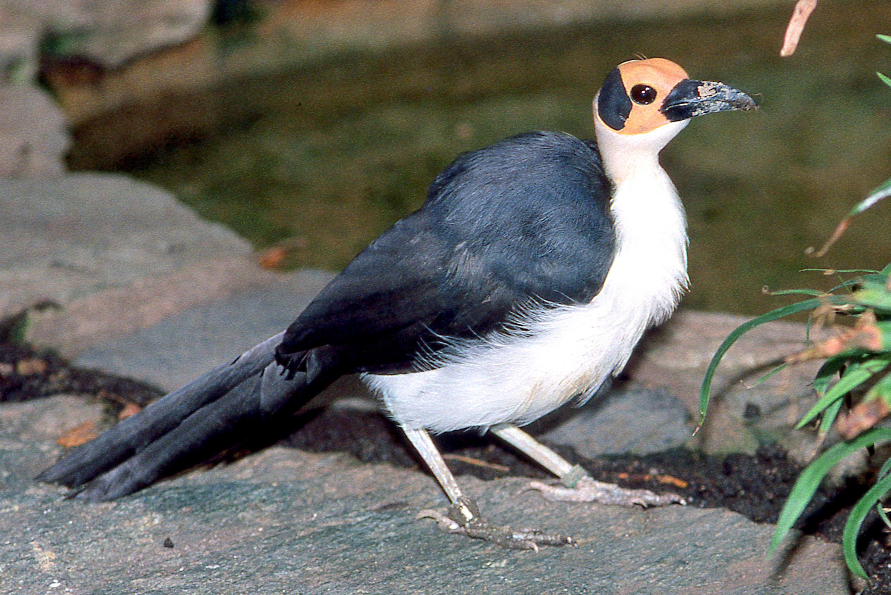 White-necked picathartes; Frankfurt: early 1990s