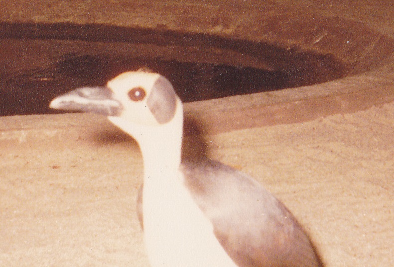 White-necked picathartes