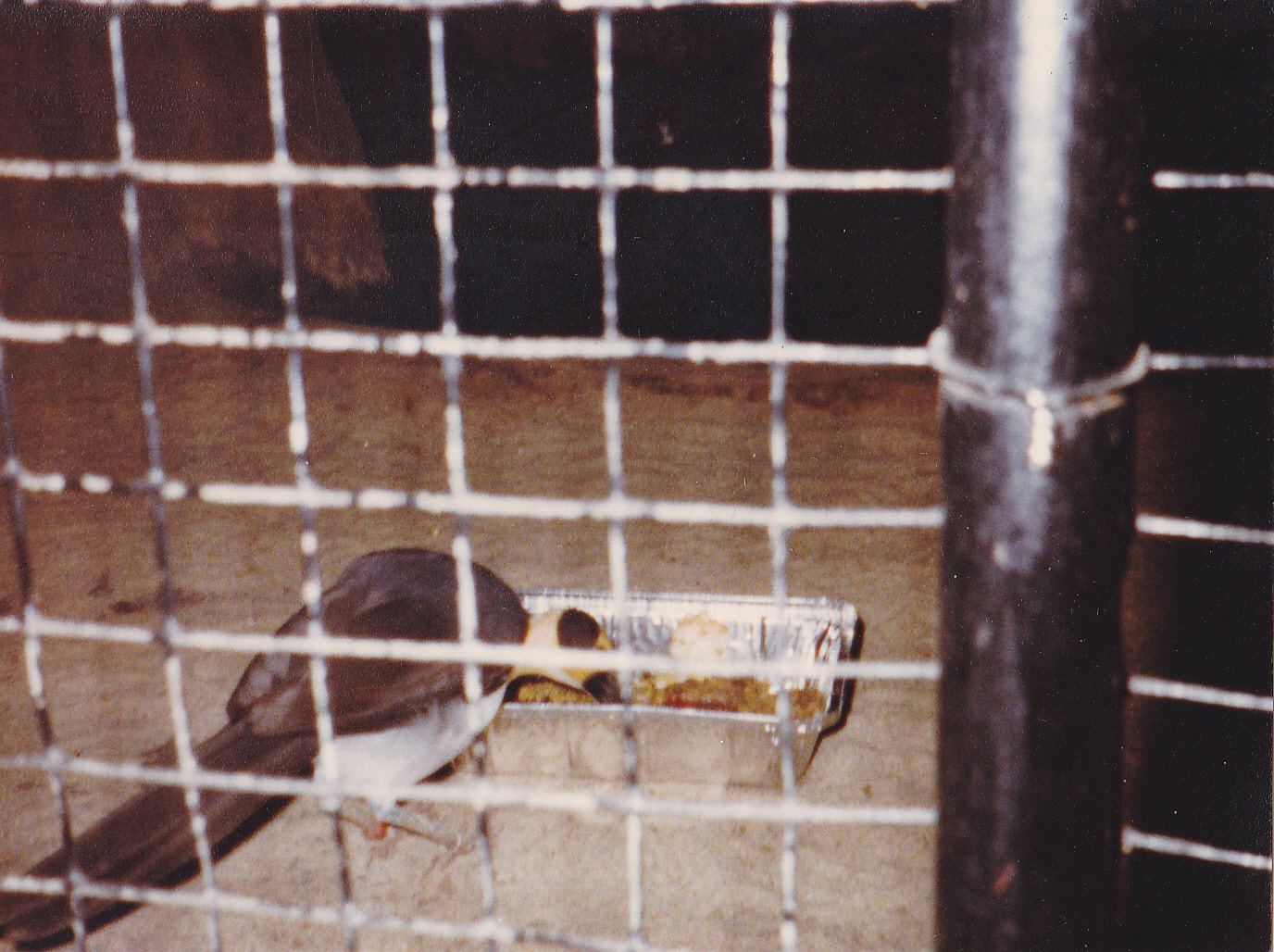 White-necked Picathartes
