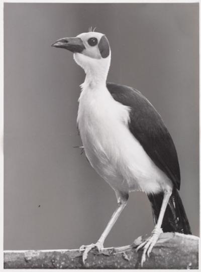 White-necked picathartes