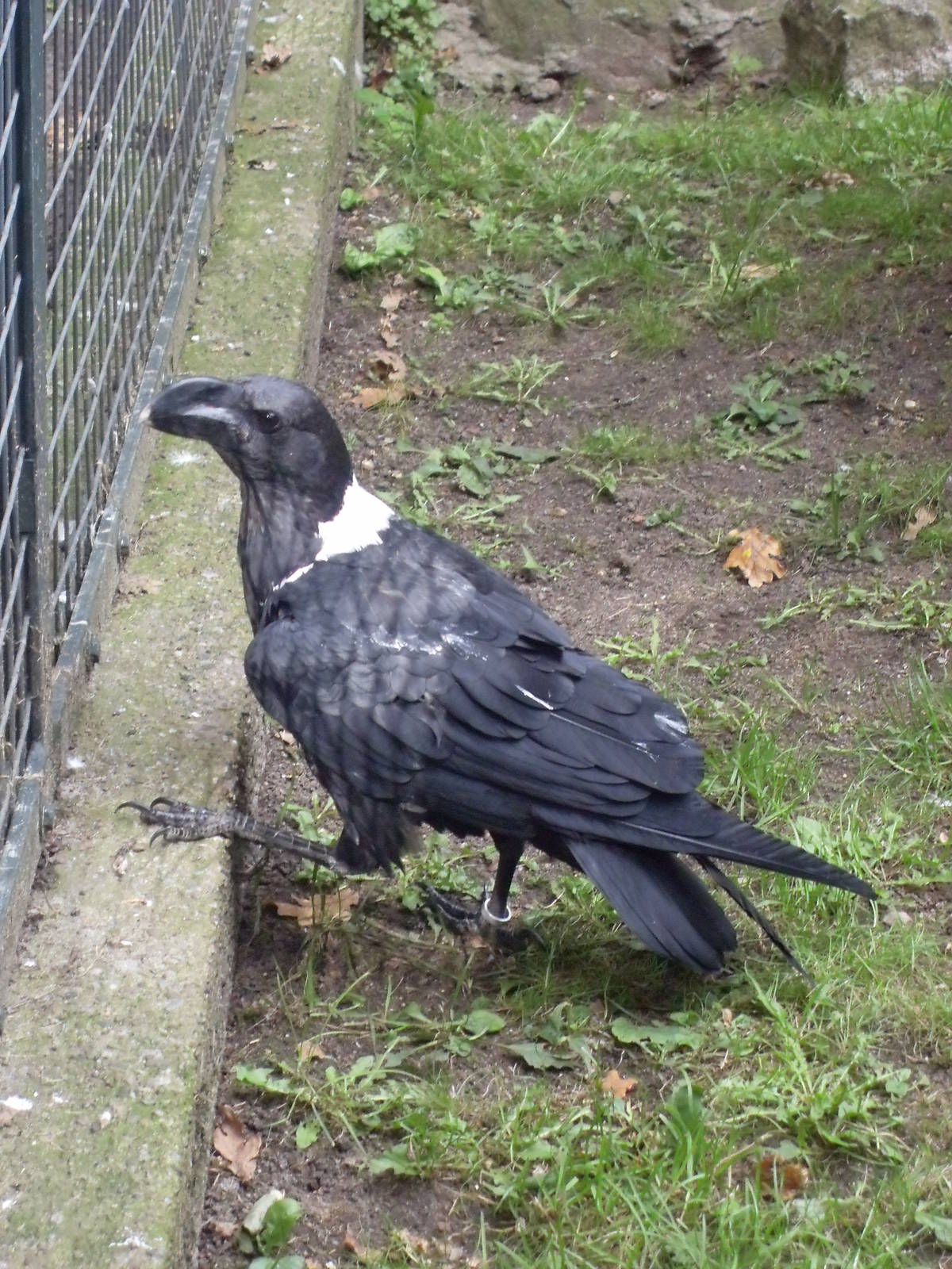 white-necked raven 030910